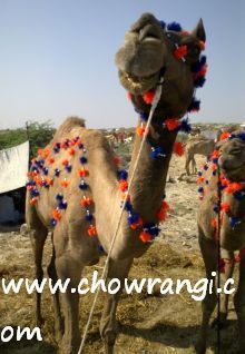 camel style