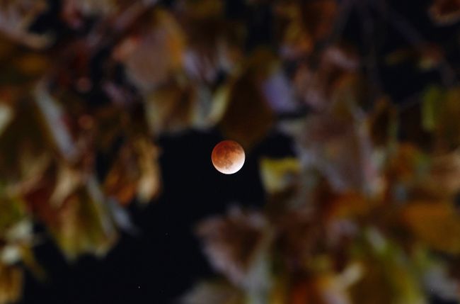 lunar eclipse is seen through the leaves of a tree in central Seou