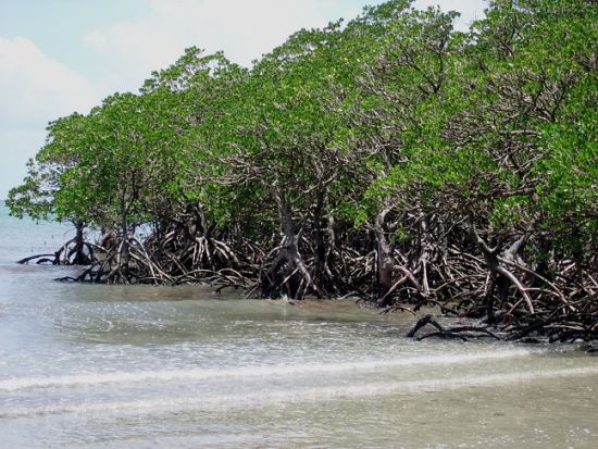 Mangrove Forests of Pakistan